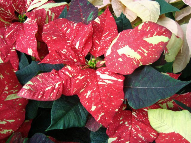 [Oct.31,2009-sony.tombaumrkt.hhnfls288_edited.JPG]