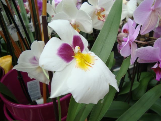 [Oct.31,2009-sony.tombaumrkt.hhnfls161.JPG]