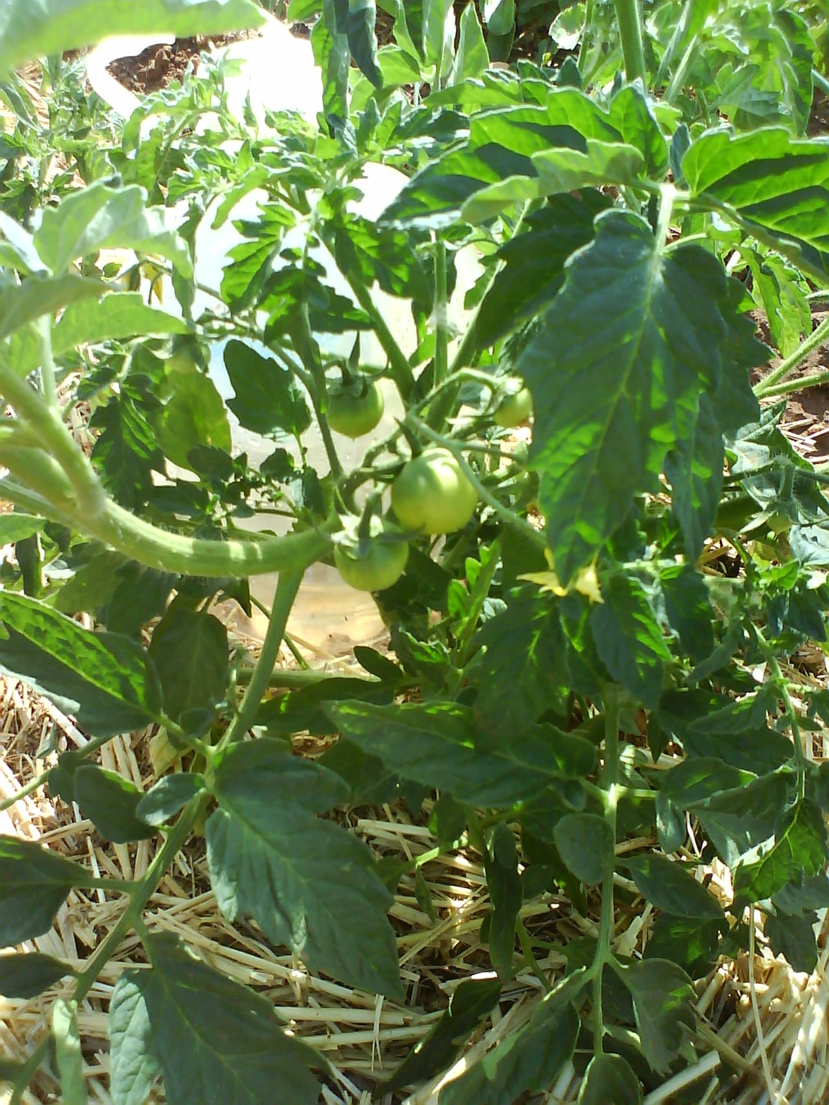 [DSC01420.JPG]