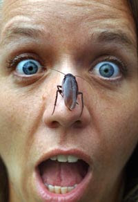 [Image: palmettobug.jpg]