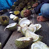 Musim Durian di Kutai Barat