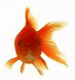 Goldfish Googly Eyes