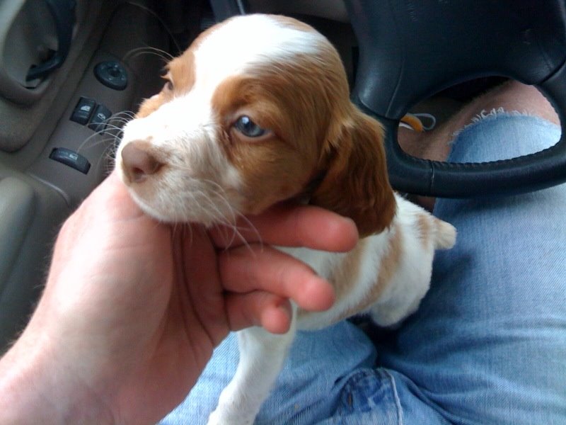 [puppy.bmp]