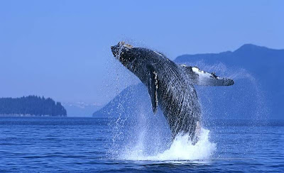 Ballenas Francas: llegando a la Patagonia Argentina. Ballenas Francas: llegando a la Patagonia Argentina.