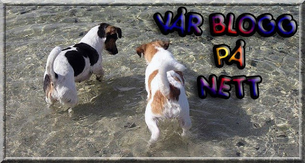 Vår blogg på nett
