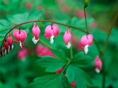 standard Bleeding Hearts – Dicentra spectabilis is an excellent choice