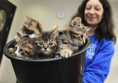 Bucket Of Kittens