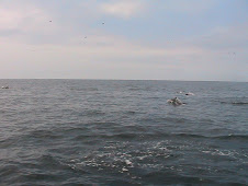 Puerto Lopez - Dolphins and Boobies