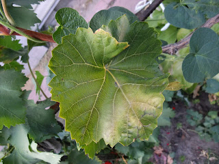 Старый лист винограда