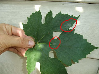 Оидиум на листе винограда