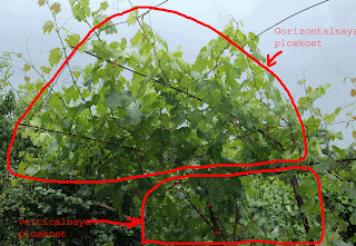 Верхняя часть этого куста винограда на беседке, нижняя - как одноплоскосная шпалера