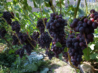 Куст сорта винограда Бригантина с урожаем