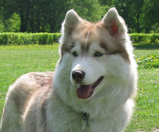 Small Mixed Breed Dogs For Sale In Michigan Small Mixed Breed Dogs For Sale In Michigan