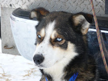 Iditarod Meditation