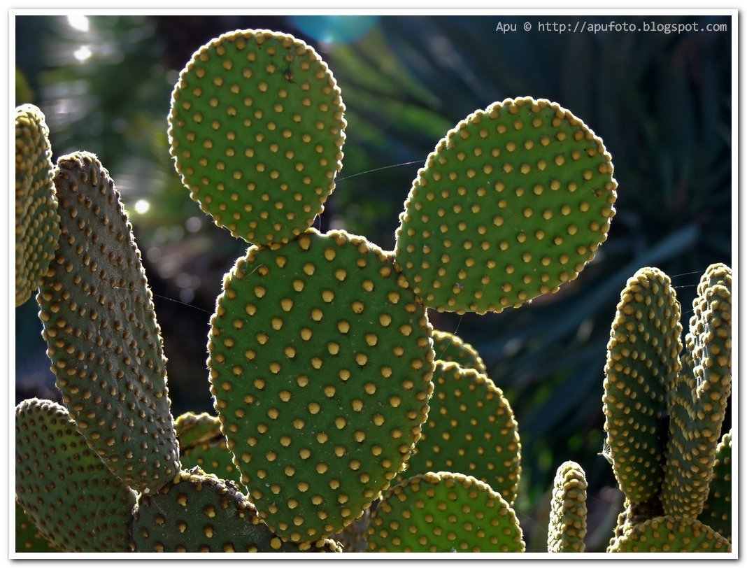 me ha crecido 4 centrimetros -el cactus digo- (cactus de planta) Cactus_Mickey+Mouse_apu