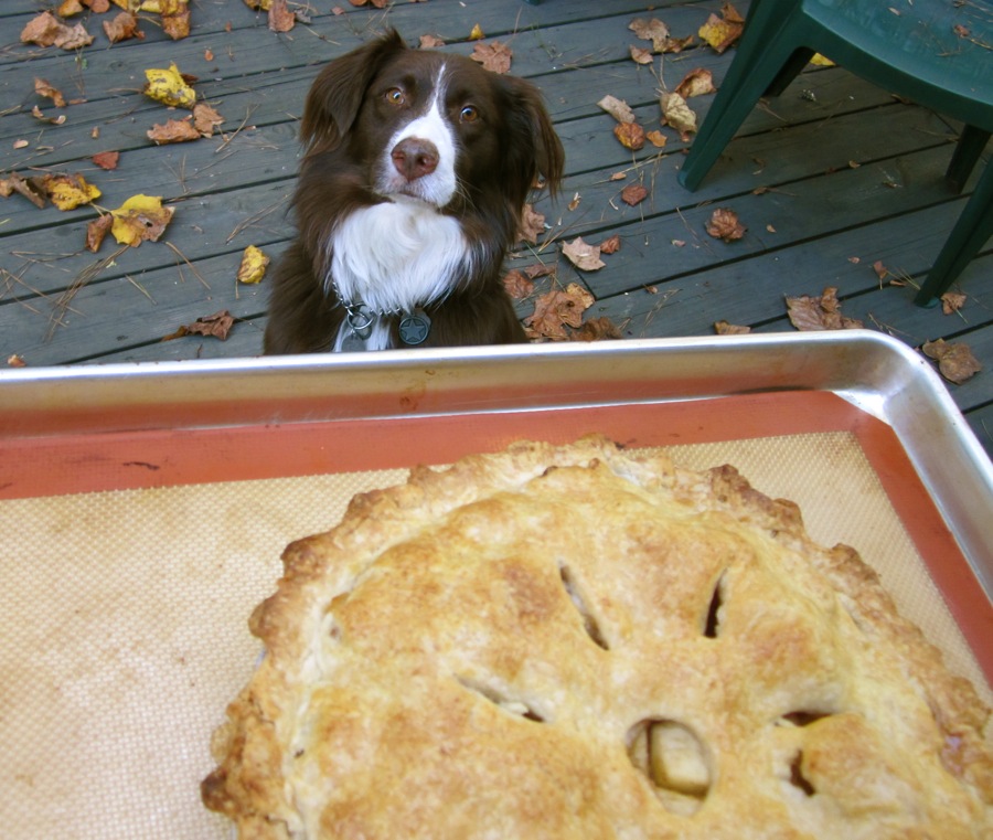 The Dogs Eat the Crumbs {TWD} AllAmerican, AllDelicious Apple Pie