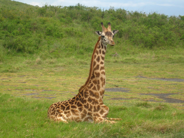 Giraffes Sitting Down