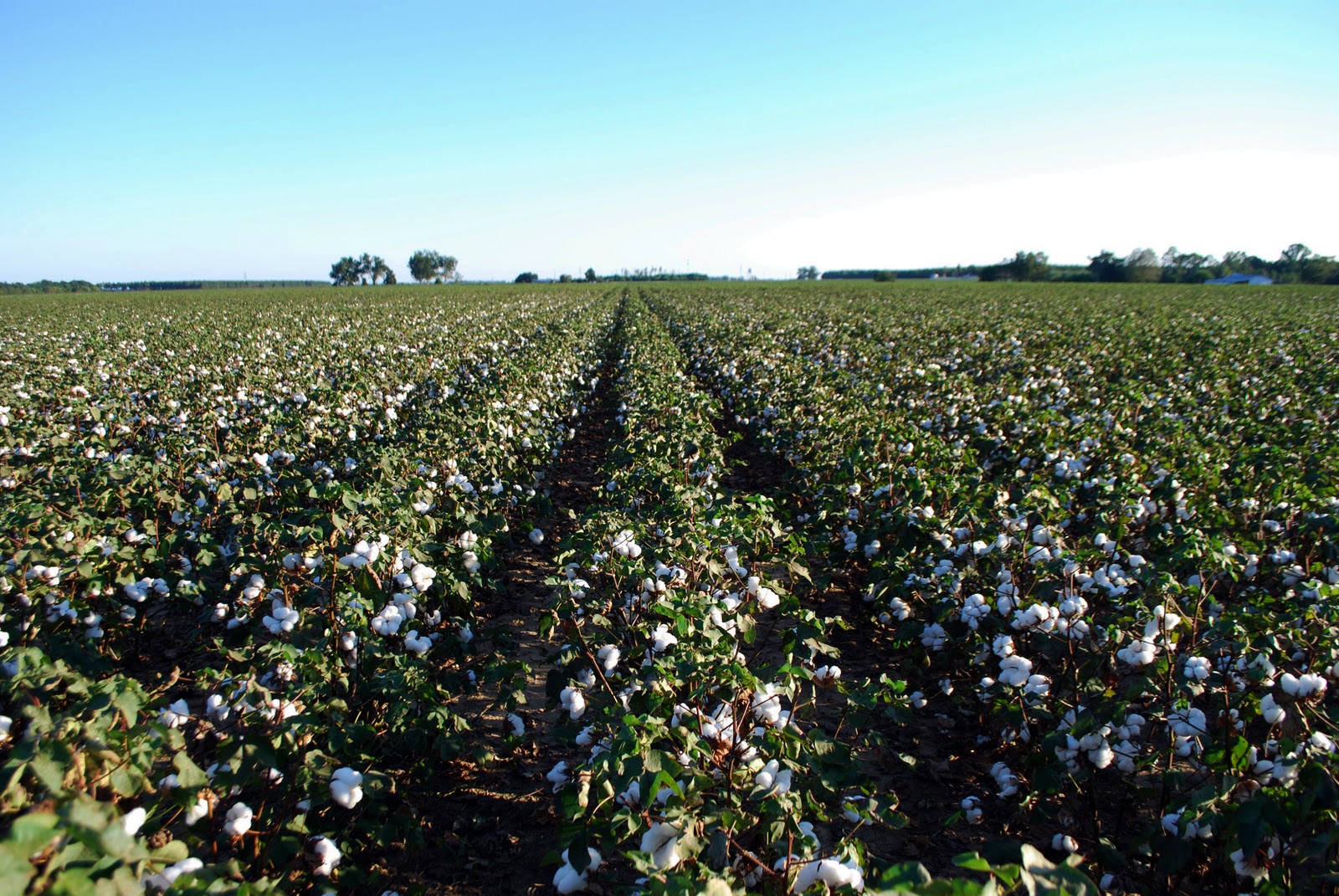 Charity's Chatter Fields of cotton