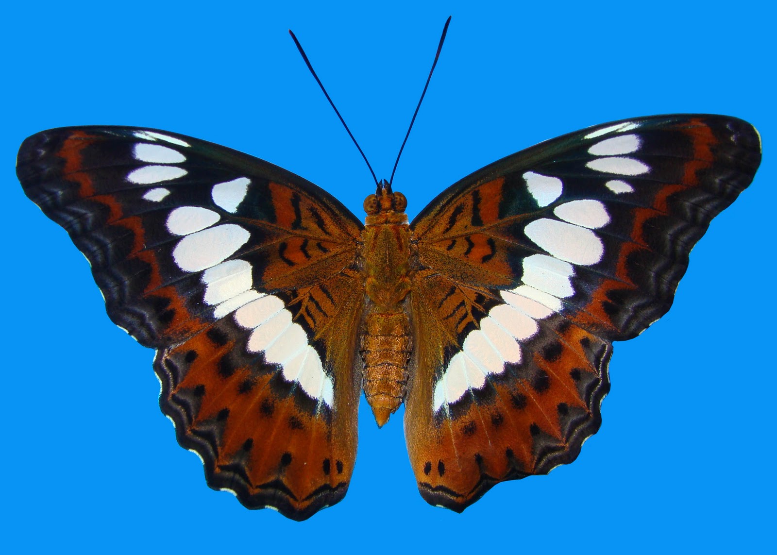 Insects of Kerala COMMANDER BUTTERFLY