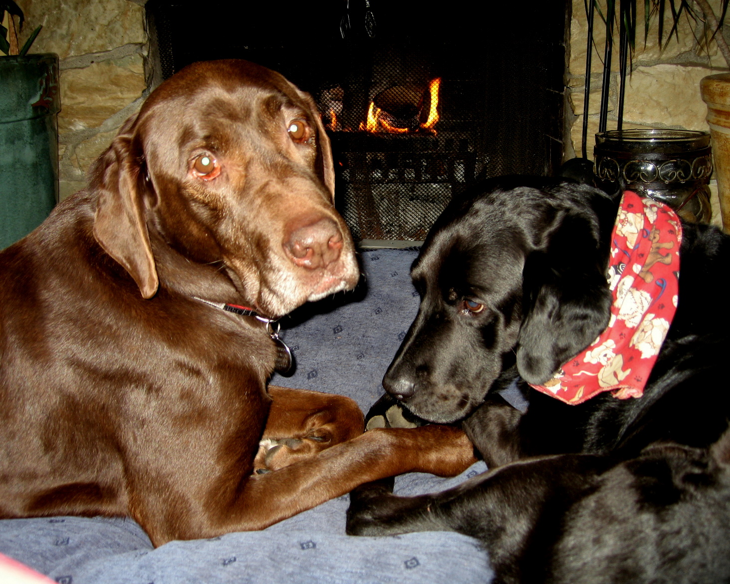 [Dogs+Oct-06+(1).JPG]