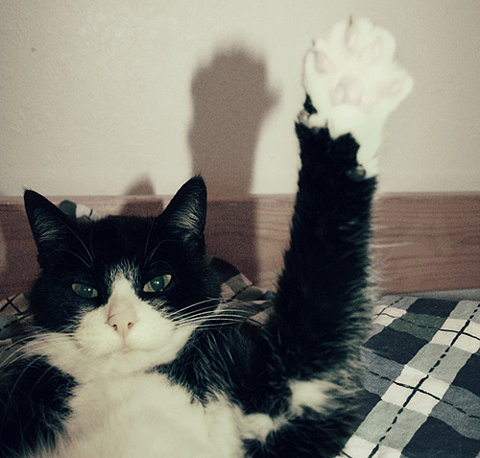 Image result for cat raising hand