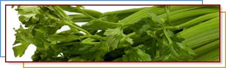 [celery.jpg]