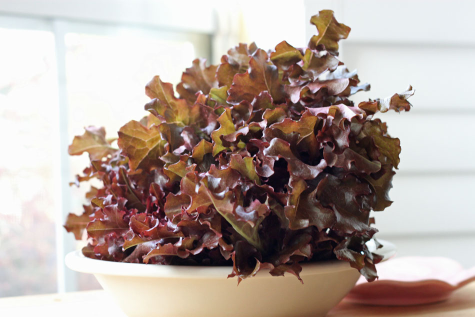 Red Lettuce