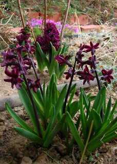 Nature Abhors A Garden April 2011