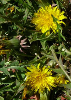 Future Plants By Randy Stewart Forsythia