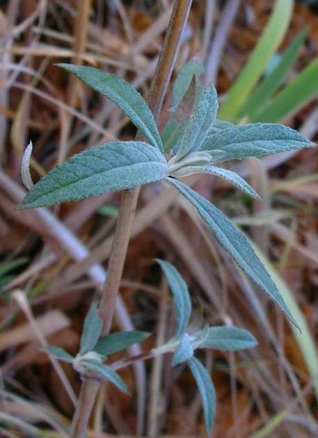 A Bad Witch S Blog Buddleia For Bees Butterflies And Breaking Free