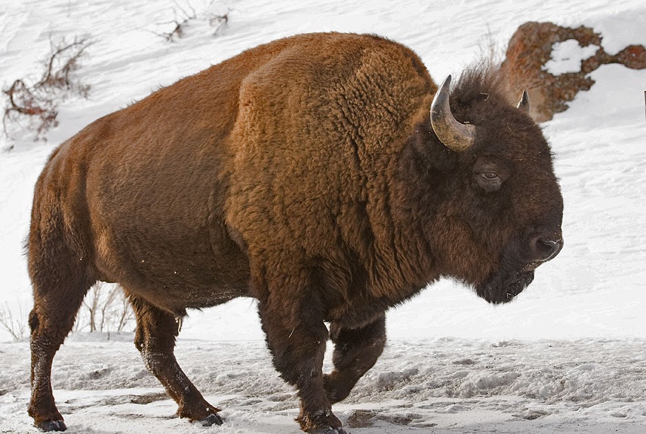 Wyoming Photos Bison