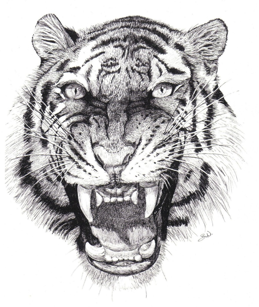 exotic animals exotic animals
