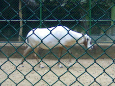 Arabian Oryx