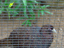 Chinesc Ring Nected Pheasant