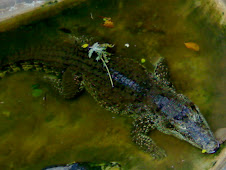 Cuban Crocodile