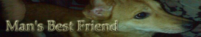 Man's Best Friend