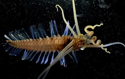 烏賊蠕蟲 - 烏賊蠕蟲 squidworm