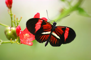 http://4.bp.blogspot.com/_QwjBfpkmoEU/RzfSPAgCc3I/AAAAAAAAANk/t7QSLeGOznI/s1600-h/butterfly8.jpg