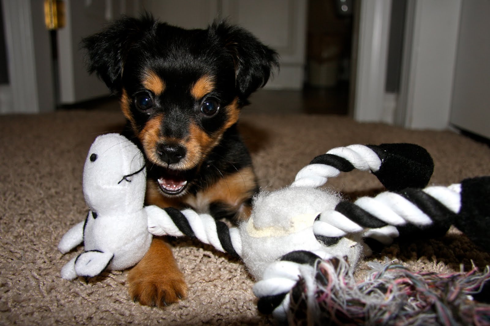 A Masterpiece in Progress Pitter, Patter, Puppy!