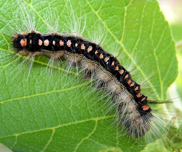 South African Photographs Caterpillars