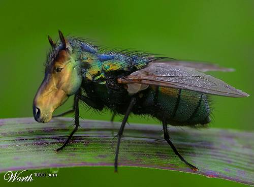 horse fly lifespan
