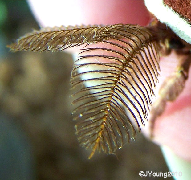 South African Photographs Insect antennae