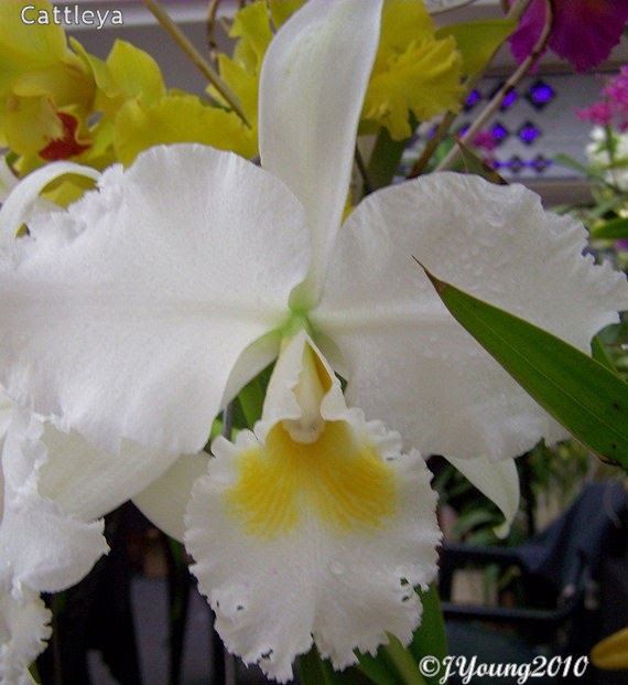 South African Photographs: Orchid Show - Part 2