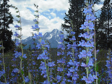 Wildflowers in Front of Tetons