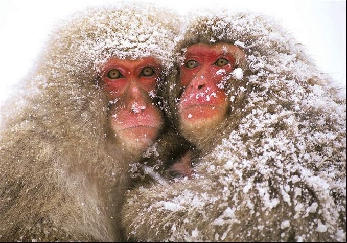 [monkey.bmp]