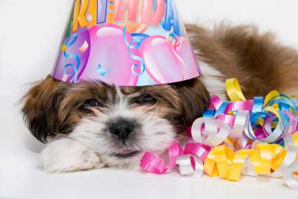 Happy birthday kleftokotou!!! Happy+birthday+dog