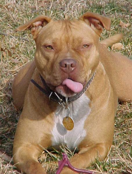Denver Pitbull Ban Service Dogs Denver Pitbull Ban Service Dogs