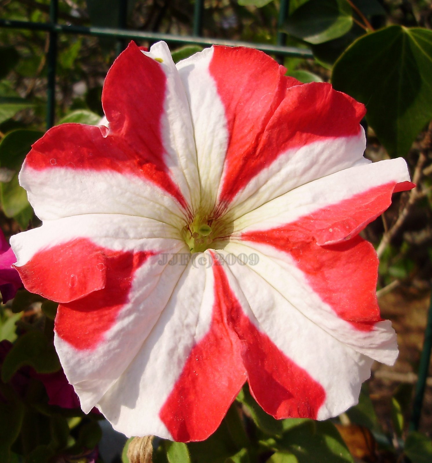 [flor.JPG]