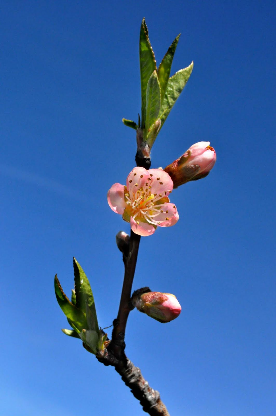 Four O'Clock Photo May 2010