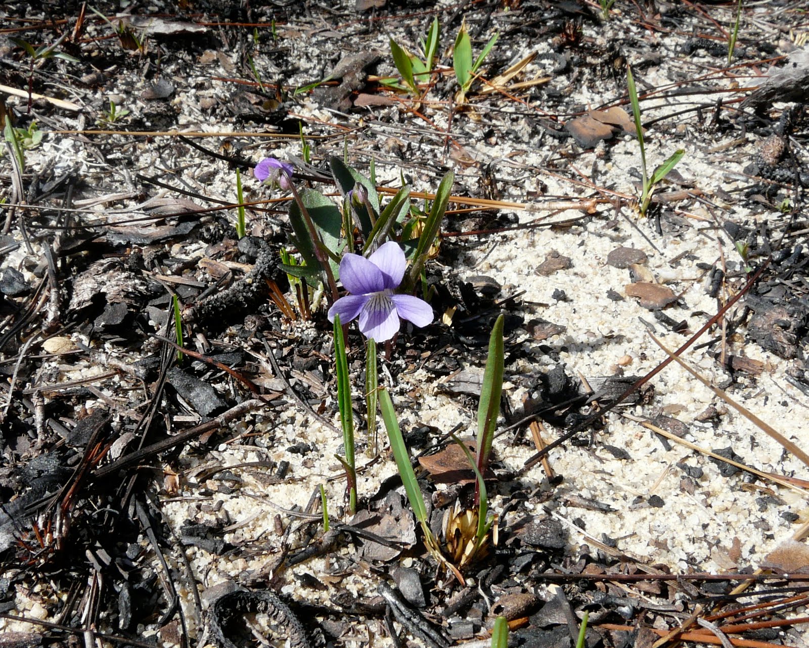 Florida's Wild Panhandle A Photo Essay